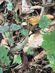 Anolis paravertebralis