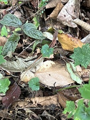 Anolis paravertebralis