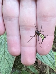 Micrathena kochalkai