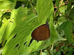 Euploea tulliolus ledereri