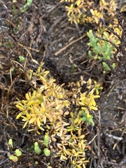 Frankenia salina