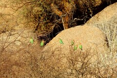 Agapornis roseicollis