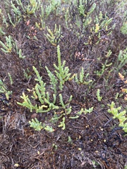 Arthroceras subterminale