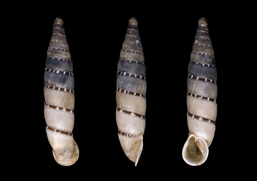 Cliveden Snail