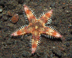 Astropecten andersoni