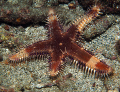 Astropecten andersoni