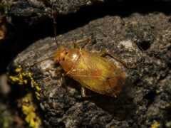 Tropidosteptes