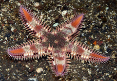 Astropecten andersoni