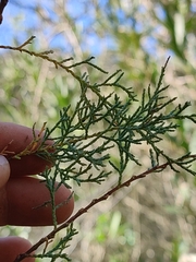 Tamarix africana