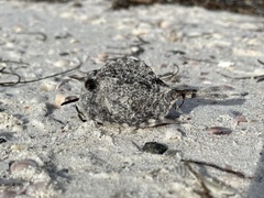 Acanthostracion quadricornis