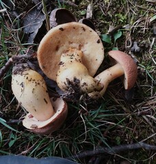 Aureoboletus roxanae