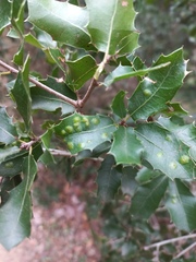 Aceria quercina