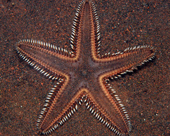 Astropecten indicus