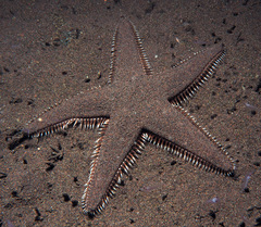 Astropecten indicus