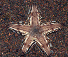 Astropecten indicus