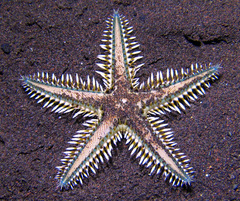 Astropecten polyacanthus