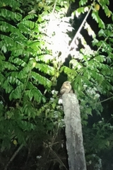 Caprimulgus atripennis