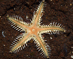 Astropecten