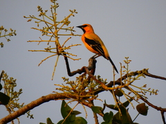 Icterus nigrogularis