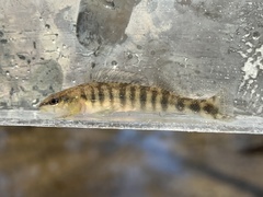 Percina nigrofasciata