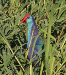 Porphyrio madagascariensis