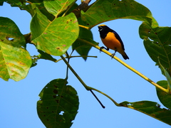 Euphonia trinitatis