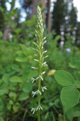 Platanthera elegans elegans