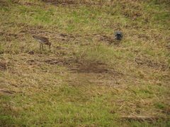Limosa limosa islandica