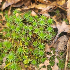 Polytrichum juniperinum