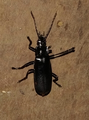 Chauliognathus tripartitus