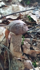 Leccinum variicolor