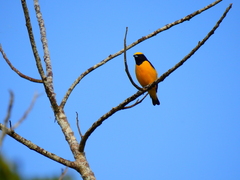 Euphonia trinitatis