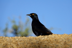 Onychognathus nabouroup