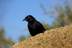 Onychognathus nabouroup