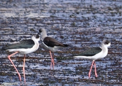 Himantopus himantopus