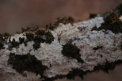 Coniophora puteana