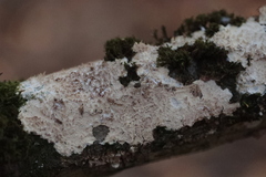 Coniophora puteana