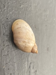 Bulimulus guadalupensis