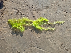 Ulva fasciata