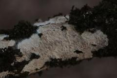 Coniophora puteana