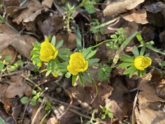 Eranthis hyemalis