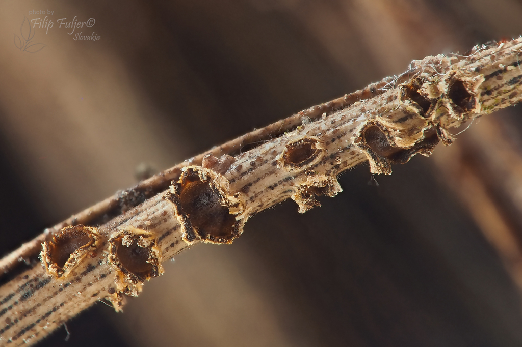 Phacidium lacerum