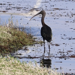 Plegadis falcinellus