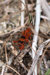 Compsocryptus texensis