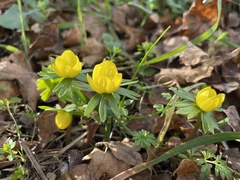 Eranthis hyemalis
