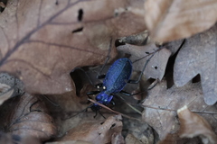 Carabus intricatus