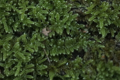 Hypnum cupressiforme