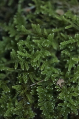Hypnum cupressiforme