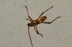 Eburodacrys sexmaculata