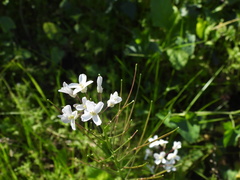 Cardamine californica